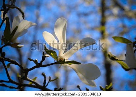 Selective focus. Spring background. White magnolia.