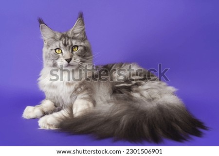 Domestic Longhair Maine Coon Cat with big fluffy tail black silver classic tabby and white color 1 year old looking at camera. Part series of lying down kitty with yellow eyes. Shot on blue background Royalty-Free Stock Photo #2301506901