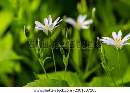 Stellaria holostea. delicate forest flowers of the chickweed, Stellaria holostea or Echte Sternmiere. floral background. white flowers on a natural green background. close-up.