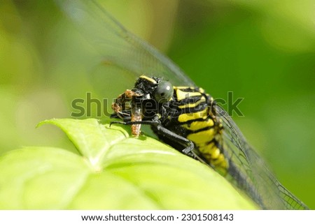 Japanese dragonfly "Sanae  Tombo (Trigomphus melampus, female)" eating grasshopper on the sunny green leaf (Outdoor ecology, close up macro photograph)