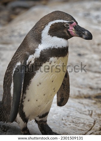 Portrait of a penguin on a rocky shore outdoors during the day