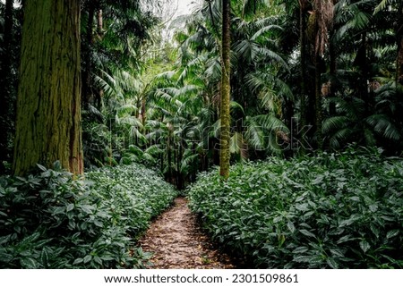 Tropical forest with exotic palm trees and lush green vegetation. Tourist path through the jungle. Lush foliage in tropical climate. Botanical background  Royalty-Free Stock Photo #2301509861