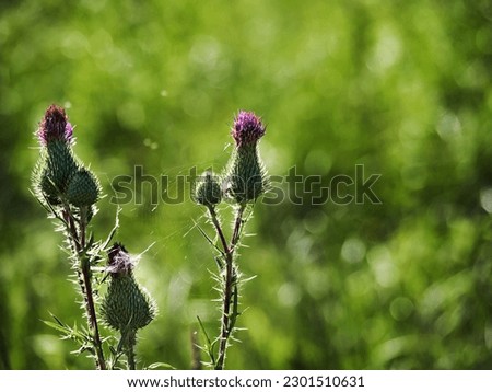 Burdock flowers against blurred green grass with bokeh. Close-up of field plants with cobwebs. Natural background. Green background. Natural background. Banner. Wallpaper. Design. copy space