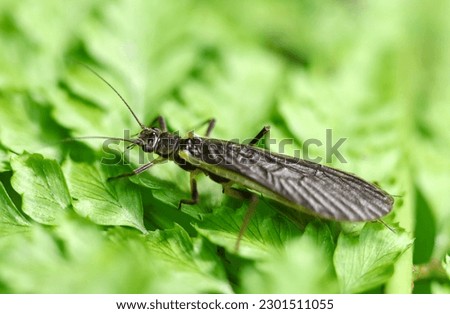 Black colored Japanese Stonefly (Togoperla limbata) perches on moist fern leaves (Close up macro photograph on a sunny outdoor)