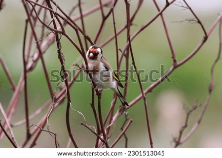 A beautiful animal portrait of a Gold Finch bird perched on a tree