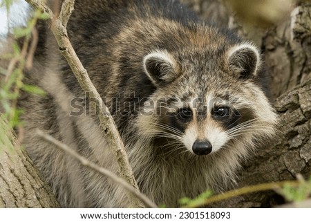 Racoon Hiding in a Tree Royalty-Free Stock Photo #2301518093