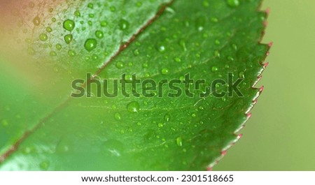Juicy green leaf with drops after rain