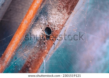 spider hanging from its web