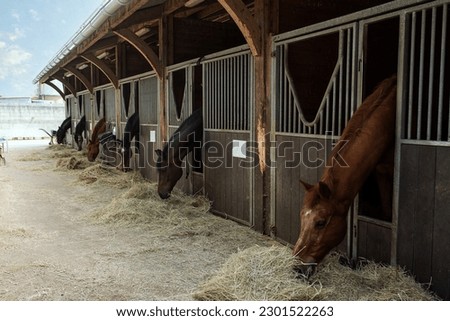 Stable with its horses eating hay in an equestrian center Royalty-Free Stock Photo #2301522263
