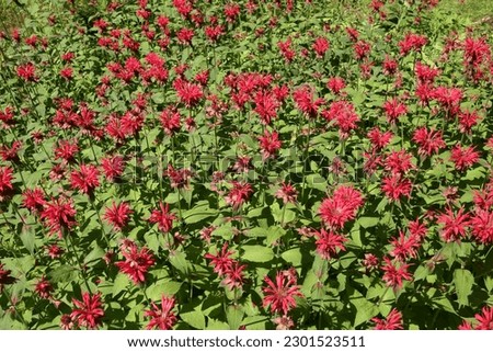 Cherry red bee balm in flower garden Royalty-Free Stock Photo #2301523511