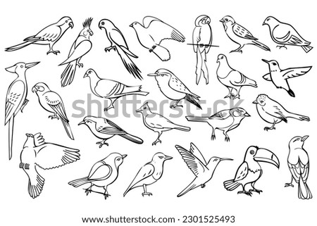 Line art birds. Line drawing illustrations collection from different type birds. Hand drawn wildlife creatures for your design projects.