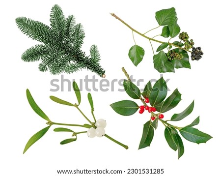 Christmas tree branch, mistletoe branch with white berries,Christmas holly branch and Ivy decoration plants set isolated on white