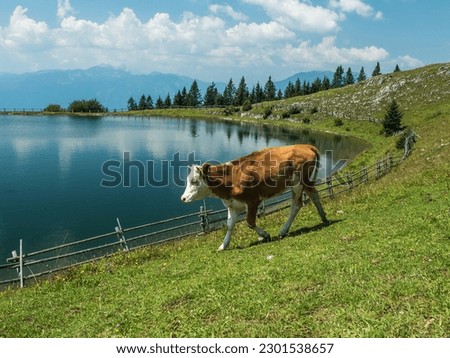 A cow walking in the whey in a sunny day in the mountains