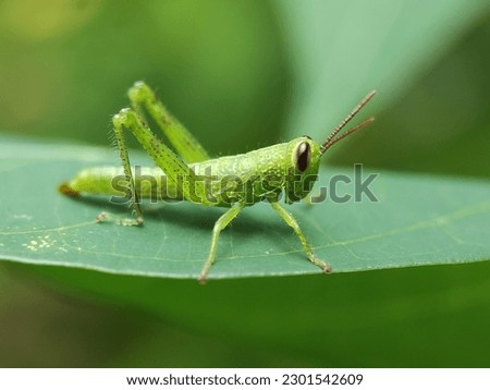 Green Grasshopper On A Green Leaf. Macros Photo. Royalty-Free Stock Photo #2301542609