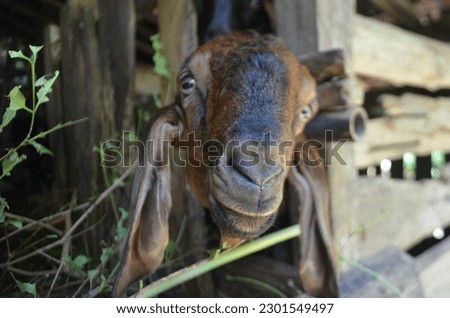 male goats of the Javanese race are black in color, so the grass is fresh