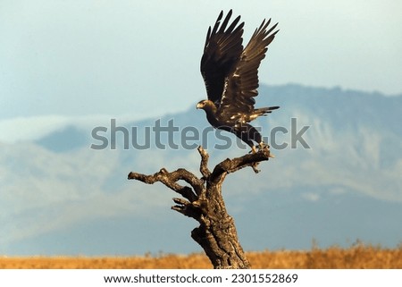 Spanish imperial eagle (Aquila adalberti), Iberian eagle or Adalbert's eagle takes off from a cork oak in yellow grass with dark mountains in the background. Great eagle from the Iberian peninsula.