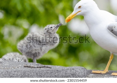 Bird and nestling feeding close up. Bird family.