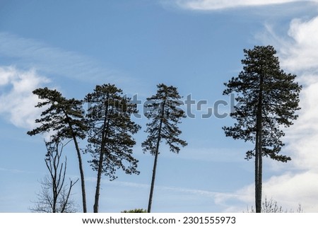 Tall pine trees towering above golf courses at Mokrice castle, Slovenia, photographed against the blue sky