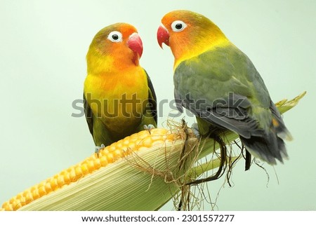 A pair of lovebirds are perched on a corn kernel that is ready to be harvested. This bird which is used as a symbol of true love has the scientific name Agapornis fischeri