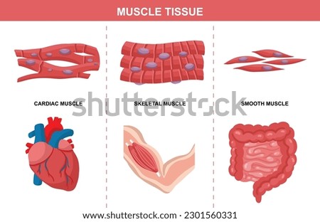 Muscle Tissue Structure Diagram. Lesson Explainer. Colorful Flat Vector Illustration Royalty-Free Stock Photo #2301560331