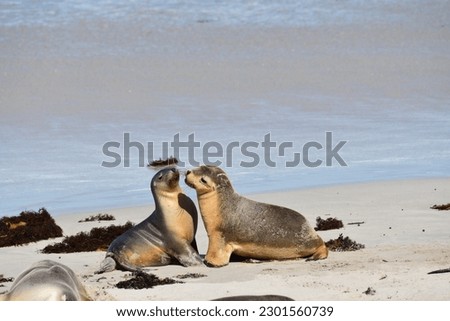A couple of Australian fur seal puppies basks in the warm sunshine on a Kangaroo Island beach off the coast of South Australia.