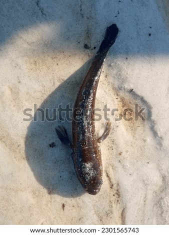 Snakehead fish is a type of predatory fish that lives in fresh water. In English it is also called by various names such as common snakehead, snakehead murrel,