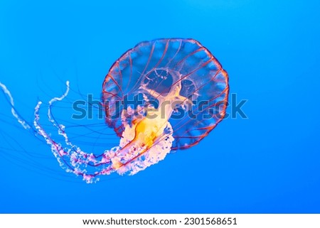 jelly fish in the blue sea
