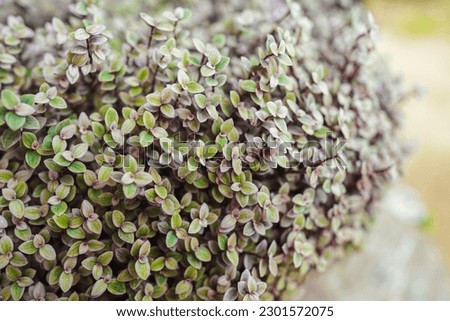 Turtle Vine is a succulent plant and is an ornamental plant that is small and cute. Royalty-Free Stock Photo #2301572075