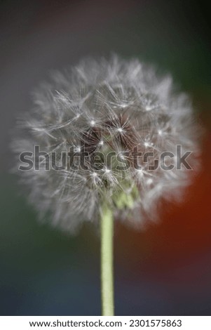 Wild flower blossoming close up taraxacum officinale dandelion blow ball asteraceae family botanical background high quality instant stock photography print