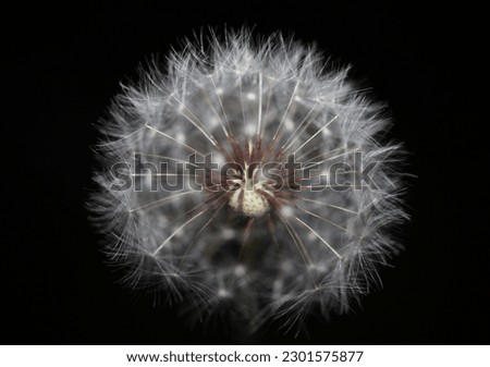 Wild flower blossoming close up taraxacum officinale dandelion blow ball asteraceae family botanical background high quality instant stock photography print