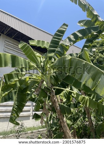 The beautiful green banana tree is a unique symbol of Thailand. Nowhere can you find as many scares as Thailand.