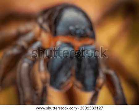 Spider Blur Background Picture. Spider Background. 