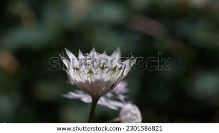 Alpine Beauty: Discovering Great masterwort (Astrantia Major) Flower splendor in the Italian Alps. Summer shots