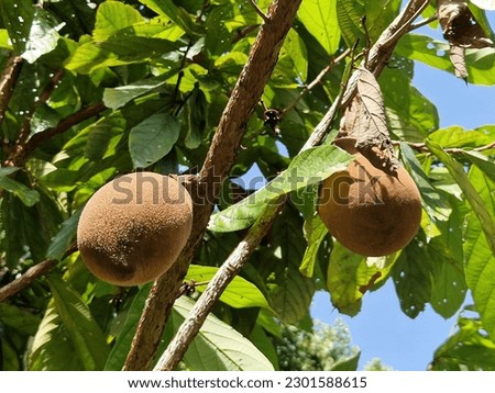 Cupuaçu tree (Theobroma grandiflorum) with fruits Royalty-Free Stock Photo #2301588615