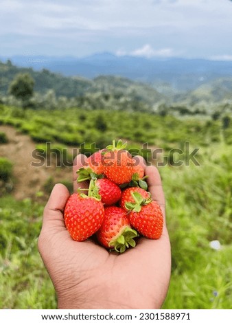 Strawberries in Hands stock photos and vectors.