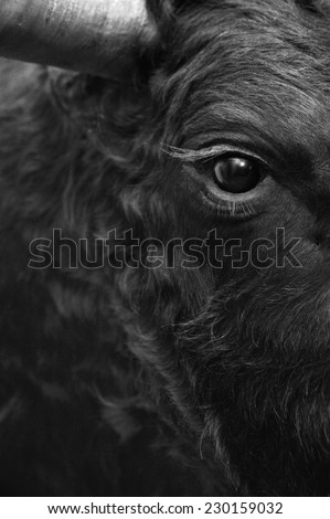 Fighting bull head detail in black and white. Vertical Royalty-Free Stock Photo #230159032