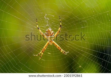 Silver or garden spider in its web. Royalty-Free Stock Photo #2301592861