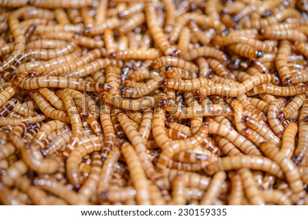 A Ton of meal worm larvae for feeding birds reptiles or fish  Royalty-Free Stock Photo #230159335