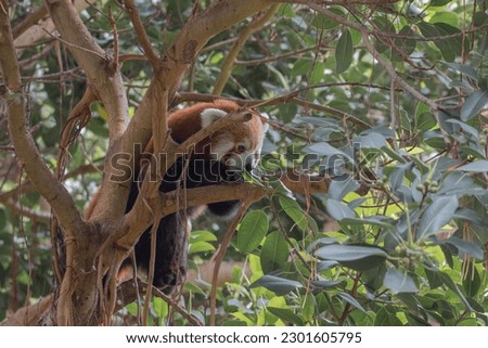 This Picture shows a red panda clombing on a tree. This photo was taken on April 19, 2023.