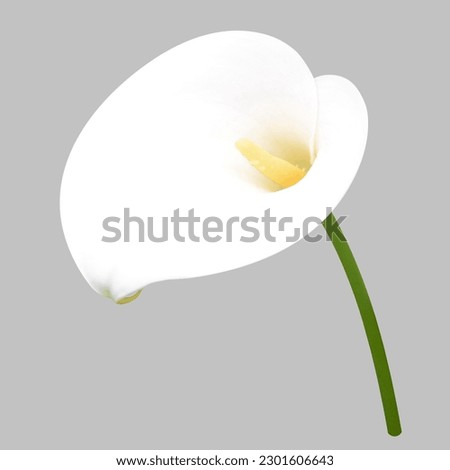 Calla lily isolated on grey background