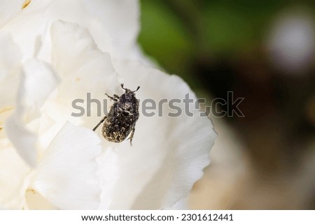 Macro photography of a Cockchafer on a flower