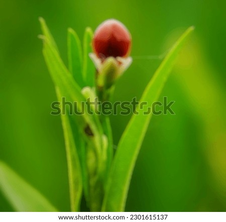 Natural Green Blur Background Picture. Nature Blur Background Picture. 