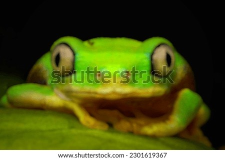 Frog Blur Background Picture. Frog Background. 