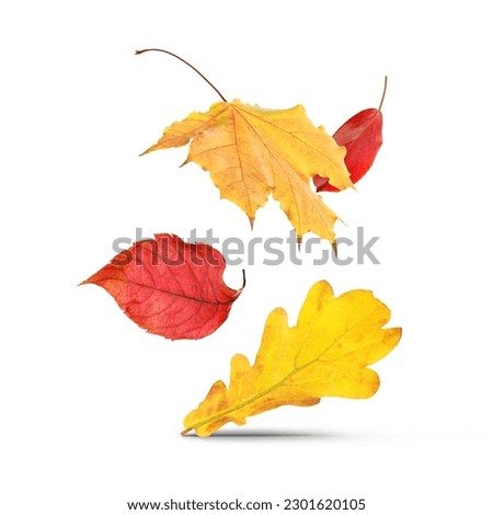 Different autumn leaves falling on white background Royalty-Free Stock Photo #2301620105