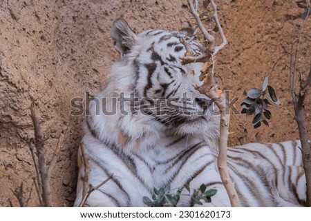 This picture shows a bengal tiger resting. This photo was taken on April 24, 2023.