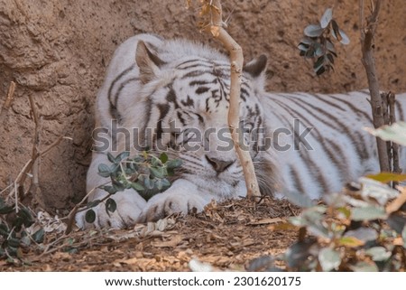This picture shows a bengal tiger resting. This photo was taken on April 24, 2023.