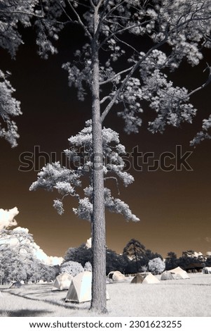 infrared pine forest Phu Kradueng big tree National Park, Thailand