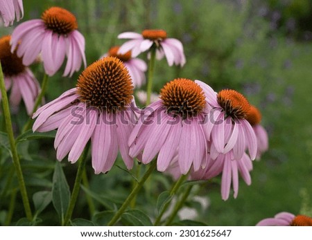 Floral background. Closeup view of Echinacea purpurea Magnus, also known as Purple Coneflower, beautiful flowers blooming in the garden. Royalty-Free Stock Photo #2301625647