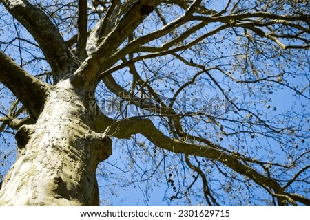 Large platan tree bottom view.