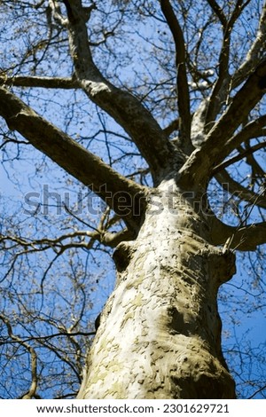Large platan tree botom view.